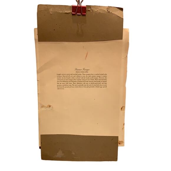 Vintage Summer Central South American Tanager Bird Pair foliage rustic art print - Picture 4 of 5